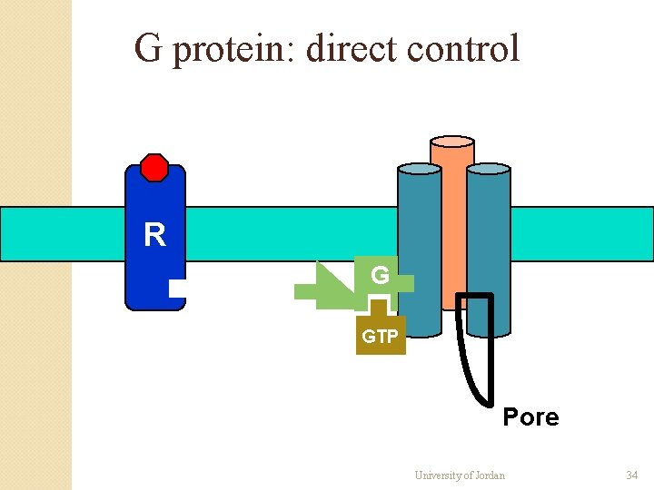 G protein: direct control R G GTP Pore University of Jordan 34 G protein: direct control R G GTP Pore University of Jordan 34