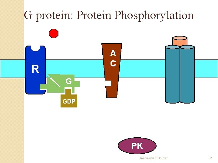 G protein: Protein Phosphorylation A C R G GDP PK University of Jordan 35 G protein: Protein Phosphorylation A C R G GDP PK University of Jordan 35