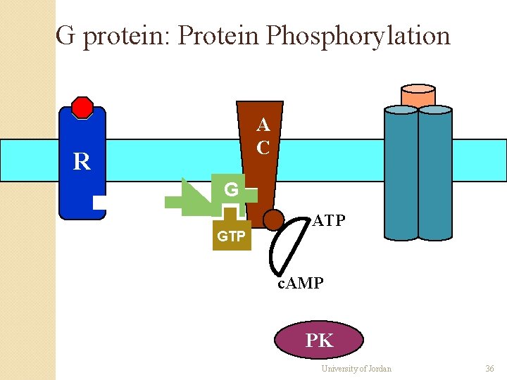 G protein: Protein Phosphorylation A C R G GTP ATP c. AMP PK University G protein: Protein Phosphorylation A C R G GTP ATP c. AMP PK University