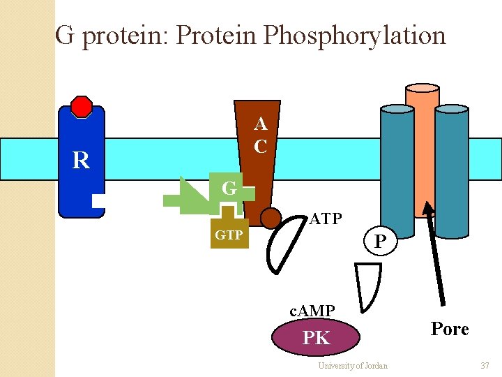 G protein: Protein Phosphorylation A C R G GTP ATP P c. AMP PK G protein: Protein Phosphorylation A C R G GTP ATP P c. AMP PK