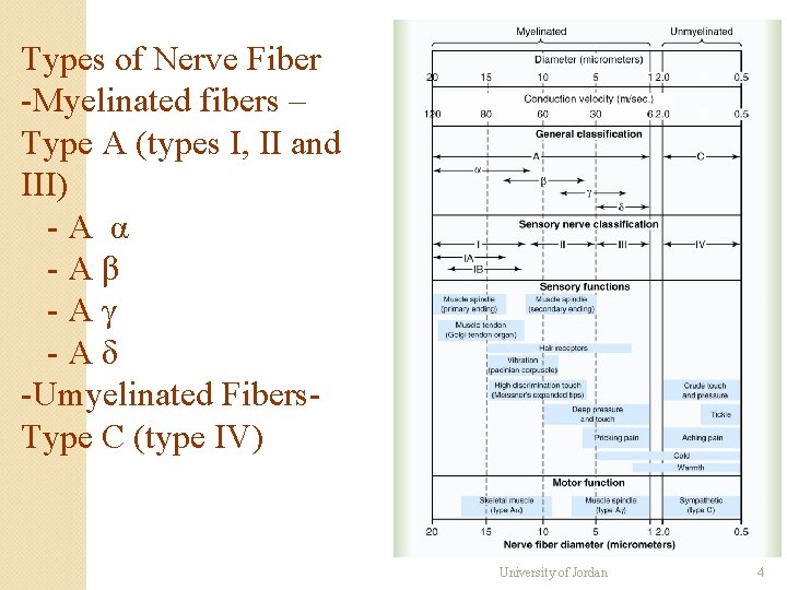 Types of Nerve Fiber -Myelinated fibers – Type A (types I, II and III) Types of Nerve Fiber -Myelinated fibers – Type A (types I, II and III)