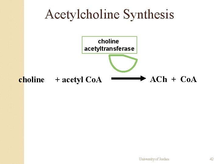 Acetylcholine Synthesis choline acetyltransferase choline + acetyl Co. A ACh + Co. A University Acetylcholine Synthesis choline acetyltransferase choline + acetyl Co. A ACh + Co. A University