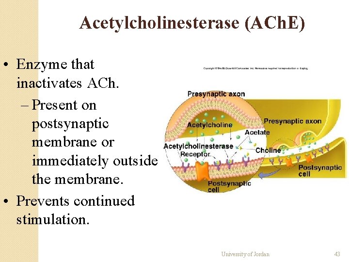Acetylcholinesterase (ACh. E) • Enzyme that inactivates ACh. – Present on postsynaptic membrane or Acetylcholinesterase (ACh. E) • Enzyme that inactivates ACh. – Present on postsynaptic membrane or