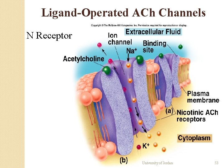 Ligand-Operated ACh Channels N Receptor University of Jordan 53 Ligand-Operated ACh Channels N Receptor University of Jordan 53
