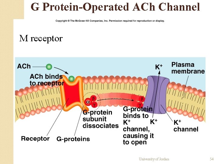 G Protein-Operated ACh Channel M receptor University of Jordan 54 G Protein-Operated ACh Channel M receptor University of Jordan 54