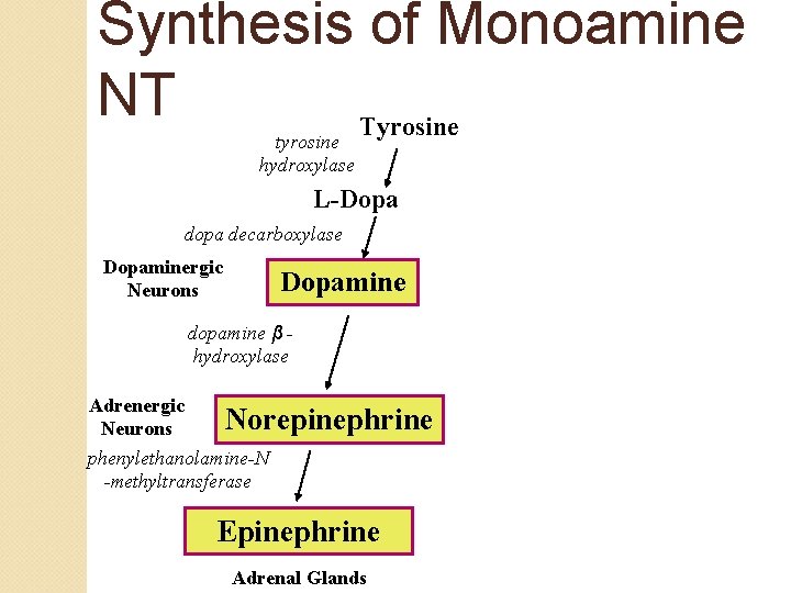 Synthesis of Monoamine NT Tyrosine tyrosine hydroxylase L-Dopa decarboxylase Dopaminergic Neurons Dopamine dopamine β Synthesis of Monoamine NT Tyrosine tyrosine hydroxylase L-Dopa decarboxylase Dopaminergic Neurons Dopamine dopamine β