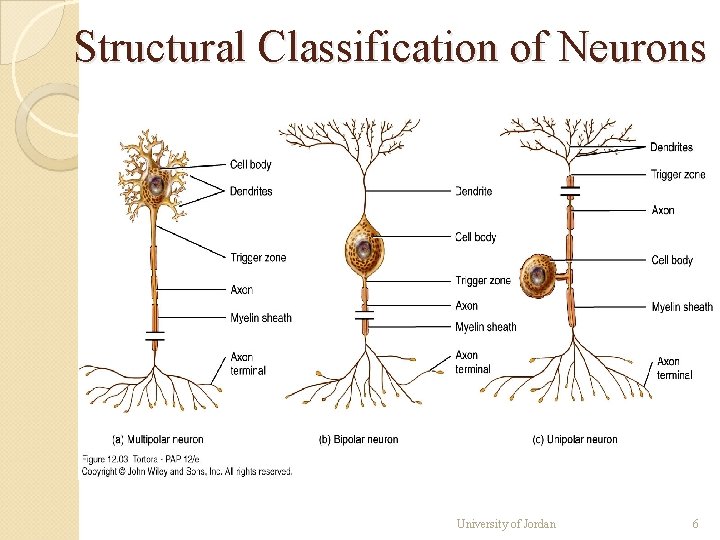 Structural Classification of Neurons University of Jordan 6 Structural Classification of Neurons University of Jordan 6