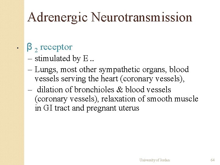 Adrenergic Neurotransmission • β 2 receptor – stimulated by E. . – Lungs, most Adrenergic Neurotransmission • β 2 receptor – stimulated by E. . – Lungs, most