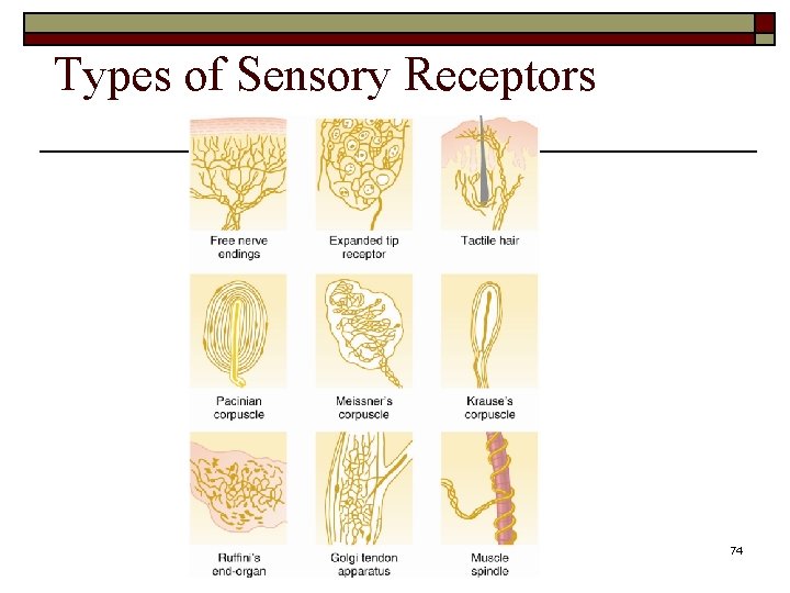 Types of Sensory Receptors University of Jordan 74 Types of Sensory Receptors University of Jordan 74