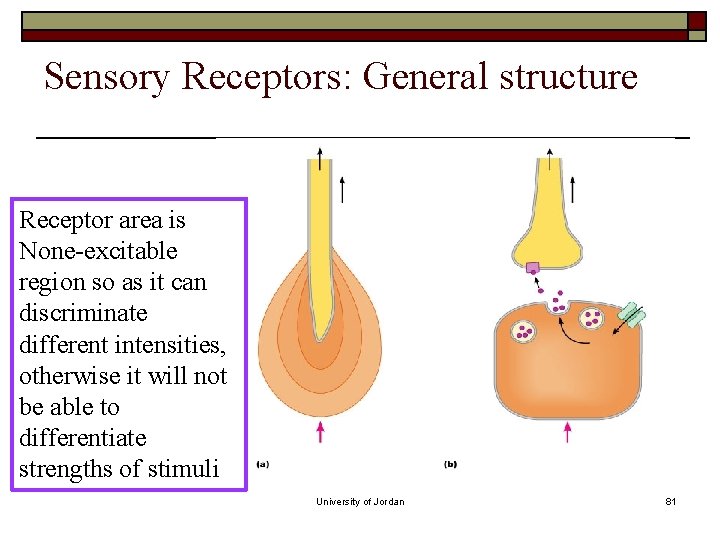 Sensory Receptors: General structure Receptor area is None-excitable region so as it can discriminate Sensory Receptors: General structure Receptor area is None-excitable region so as it can discriminate