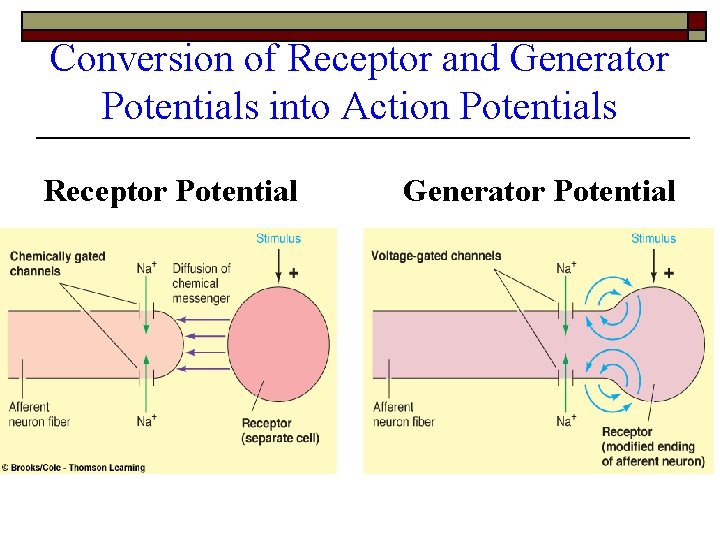 Conversion of Receptor and Generator Potentials into Action Potentials Receptor Potential Generator Potential Conversion of Receptor and Generator Potentials into Action Potentials Receptor Potential Generator Potential
