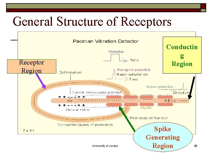 General Structure of Receptors Conductin g Region Receptor Region University of Jordan Spike Generating General Structure of Receptors Conductin g Region Receptor Region University of Jordan Spike Generating