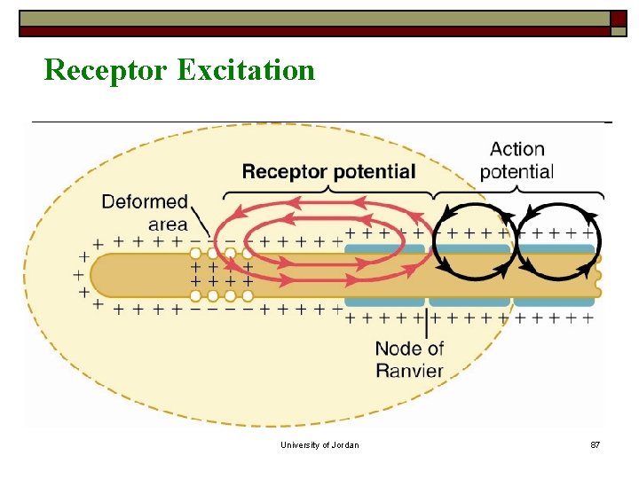 Receptor Excitation University of Jordan 87 Receptor Excitation University of Jordan 87