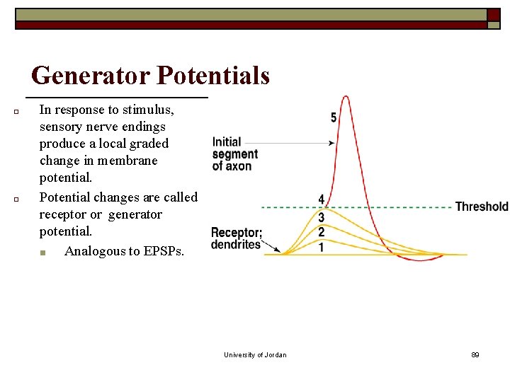 Generator Potentials □ □ In response to stimulus, sensory nerve endings produce a local Generator Potentials □ □ In response to stimulus, sensory nerve endings produce a local