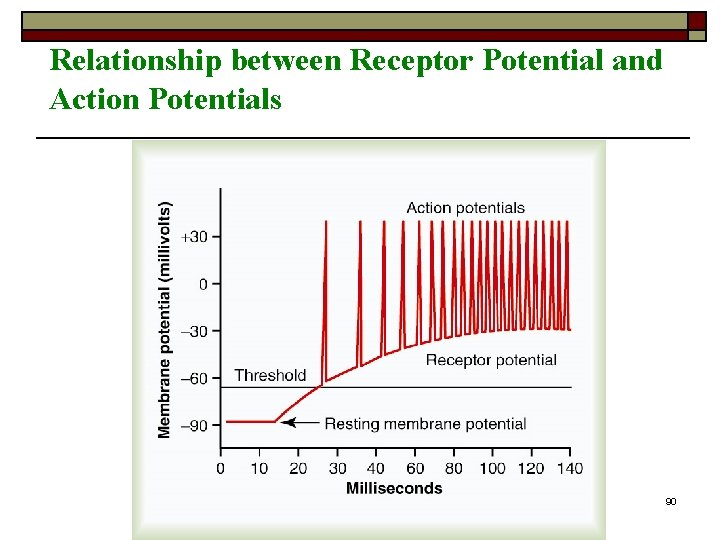 Relationship between Receptor Potential and Action Potentials University of Jordan 90 Relationship between Receptor Potential and Action Potentials University of Jordan 90