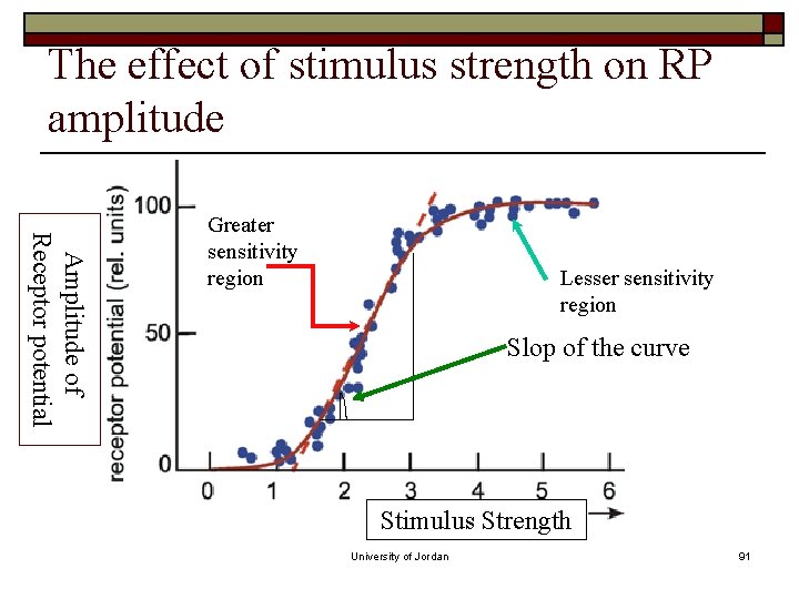 The effect of stimulus strength on RP amplitude Amplitude of Receptor potential Greater sensitivity The effect of stimulus strength on RP amplitude Amplitude of Receptor potential Greater sensitivity