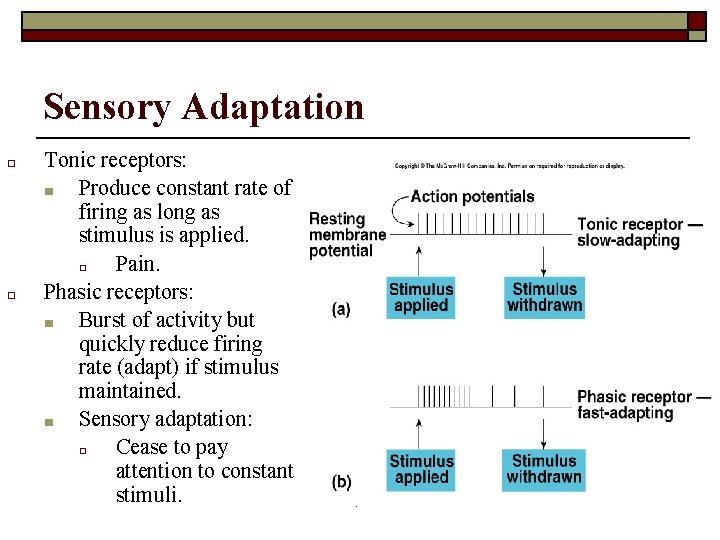 Sensory Adaptation □ □ Tonic receptors: ■ Produce constant rate of firing as long Sensory Adaptation □ □ Tonic receptors: ■ Produce constant rate of firing as long