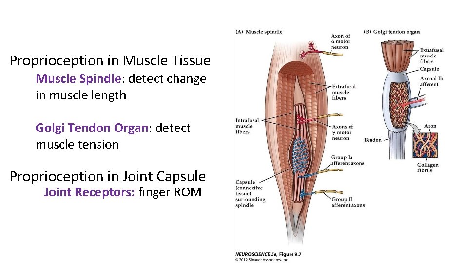 Proprioception in Muscle Tissue Muscle Spindle: detect change in muscle length Golgi Tendon Organ: