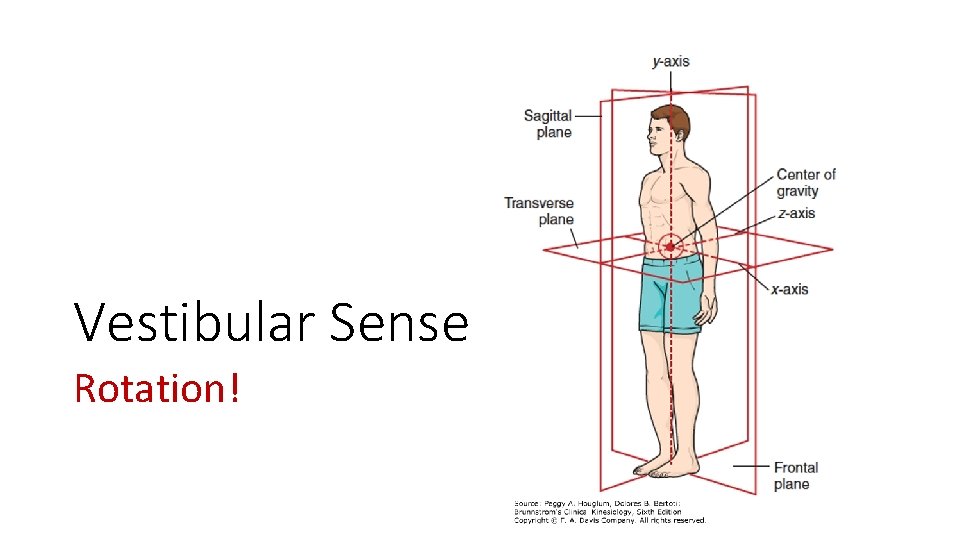 Vestibular Sense Rotation! 