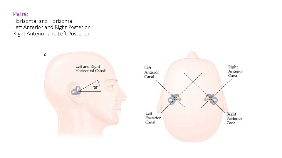 Pairs: Horizontal and Horizontal Left Anterior and Right Posterior Right Anterior and Left Posterior