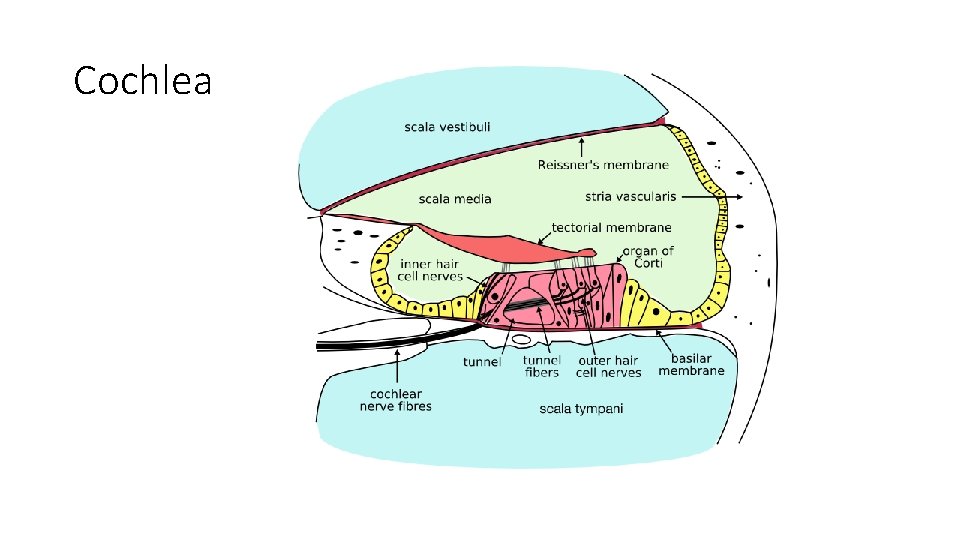 Cochlea 