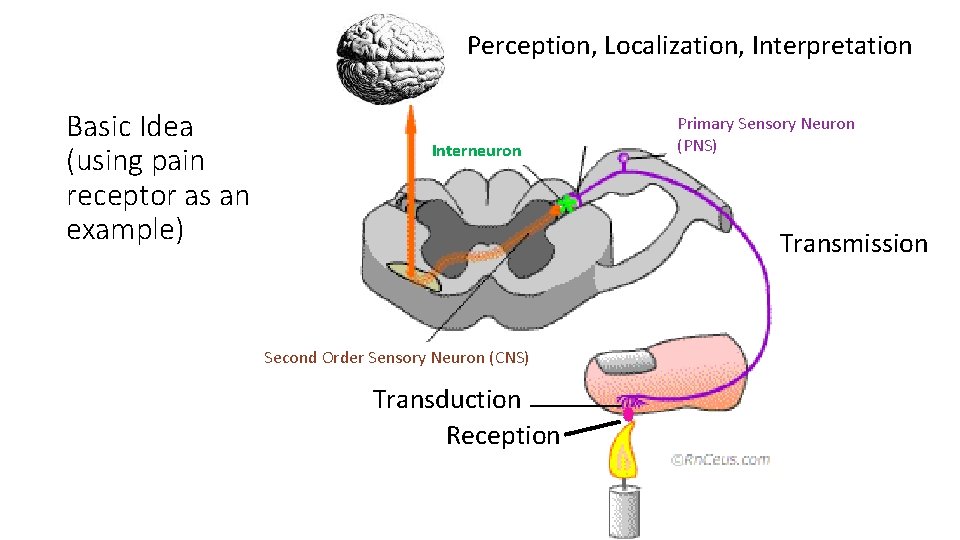 Interneuron Primary Basic Idea (using pain receptor as an example) Primary Perception, Localization, Interpretation