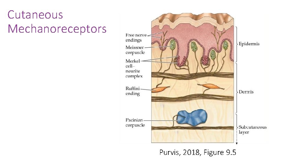 Cutaneous Mechanoreceptors Purvis, 2018, Figure 9. 5 