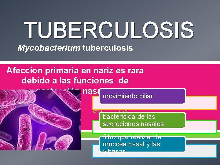 TUBERCULOSIS Mycobacterium tuberculosis Afeccion primaria en nariz es rara debido a las funciones de