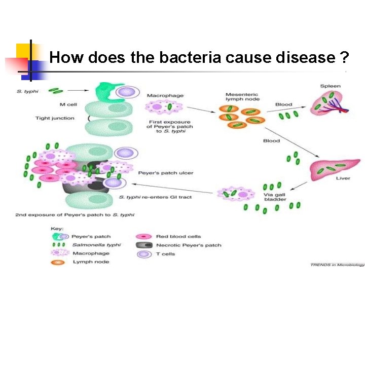 How does the bacteria cause disease ? 