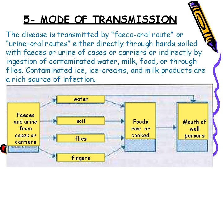 5 - MODE OF TRANSMISSION The disease is transmitted by “faeco-oral route” or “urine–oral