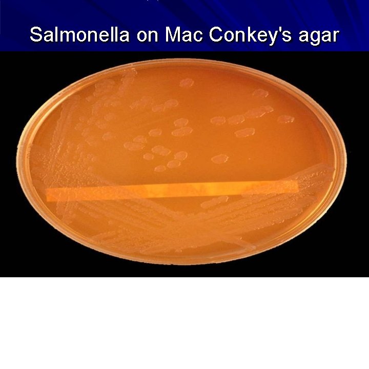 Salmonella on Mac Conkey's agar 