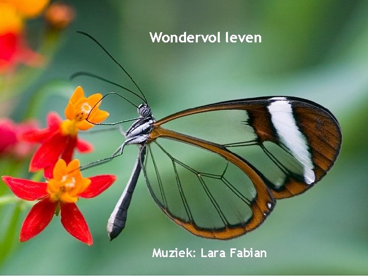Wondervol leven Muziek: Lara Fabian 