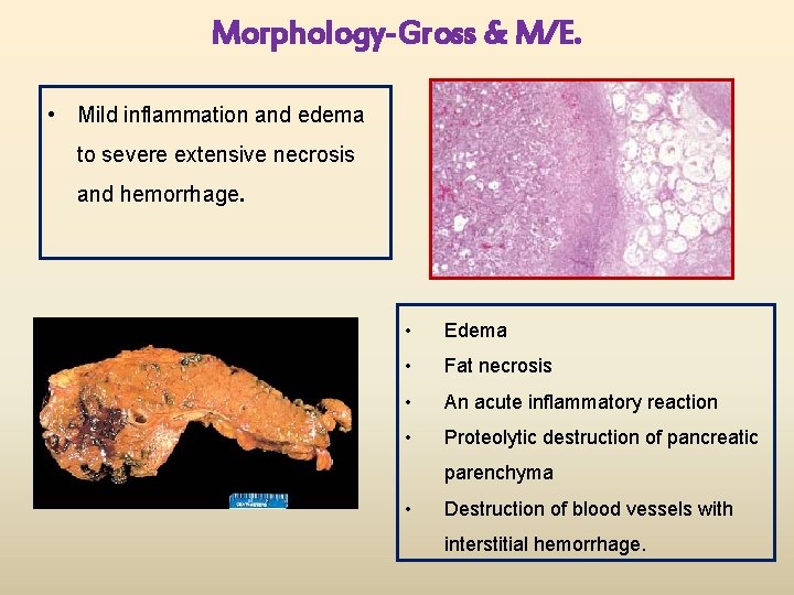 Morphology-Gross & M/E. • Mild inflammation and edema to severe extensive necrosis and hemorrhage.