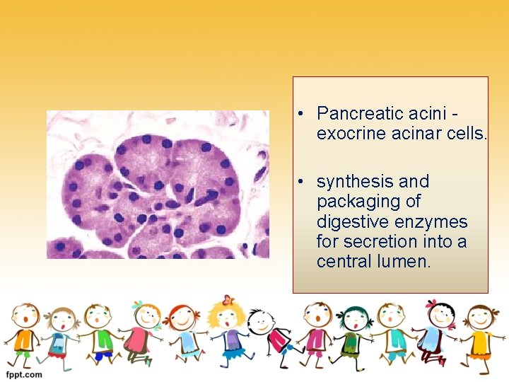  • Pancreatic acini exocrine acinar cells. • synthesis and packaging of digestive enzymes