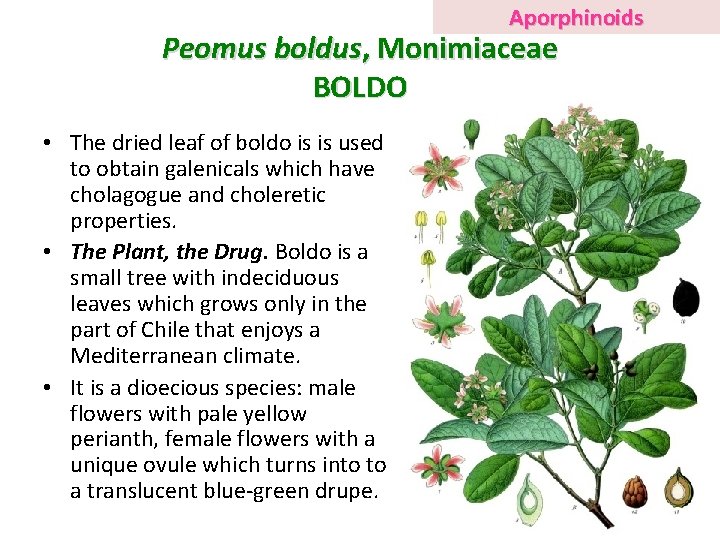 Aporphinoids Peomus boldus, Monimiaceae BOLDO • The dried leaf of boldo is is used
