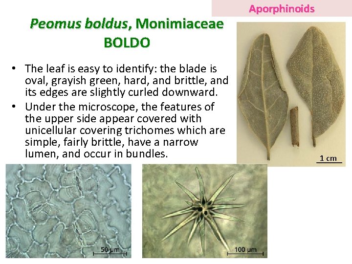 Peomus boldus, Monimiaceae BOLDO • The leaf is easy to identify: the blade is