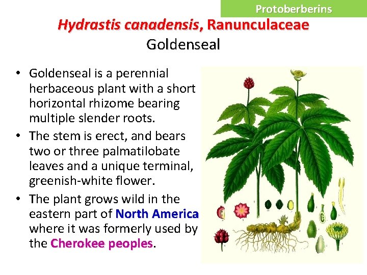 Protoberberins Hydrastis canadensis, Ranunculaceae Goldenseal • Goldenseal is a perennial herbaceous plant with a