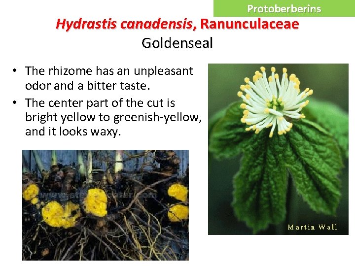 Protoberberins Hydrastis canadensis, Ranunculaceae Goldenseal • The rhizome has an unpleasant odor and a