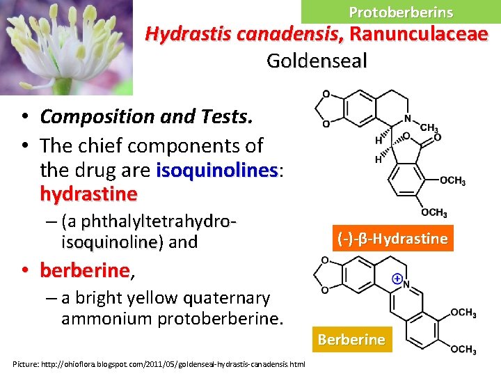 Protoberberins Hydrastis canadensis, Ranunculaceae Goldenseal • Composition and Tests. • The chief components of