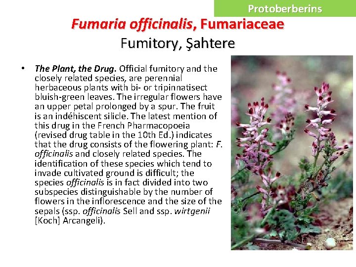 Protoberberins Fumaria officinalis, Fumariaceae Fumitory, Şahtere • The Plant, the Drug. Official fumitory and