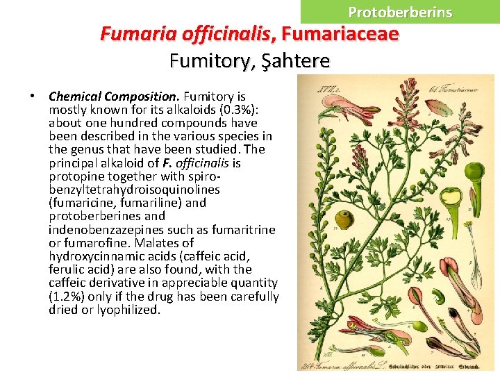 Protoberberins Fumaria officinalis, Fumariaceae Fumitory, Şahtere • Chemical Composition. Fumitory is mostly known for