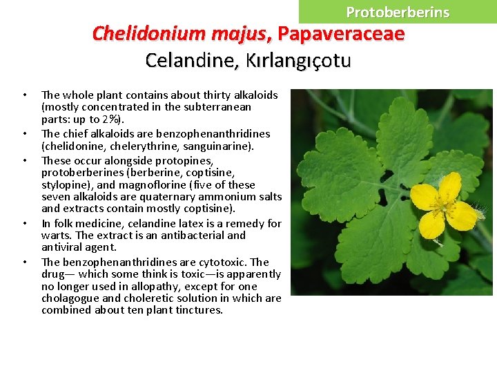 Protoberberins Chelidonium majus, Papaveraceae Celandine, Kırlangıçotu • • • The whole plant contains about