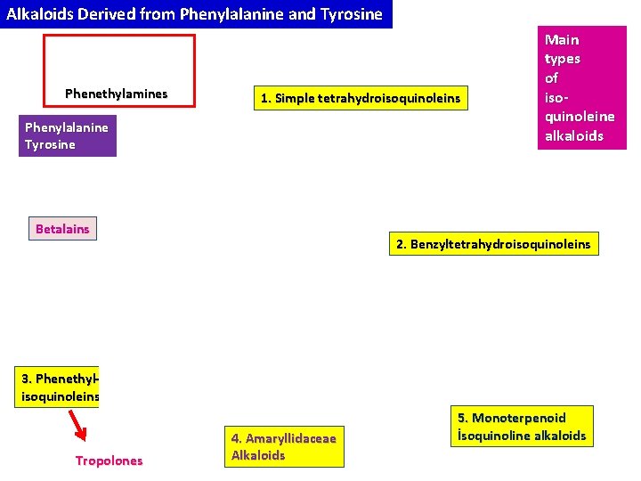 Alkaloids Derived from Phenylalanine and Tyrosine Phenethylamines 1. Simple tetrahydroisoquinoleins Phenylalanine Tyrosine Betalains Main