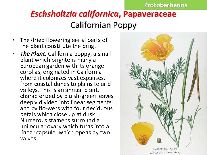 Protoberberins Eschsholtzia californica, Papaveraceae Californian Poppy • The dried flowering aerial parts of the