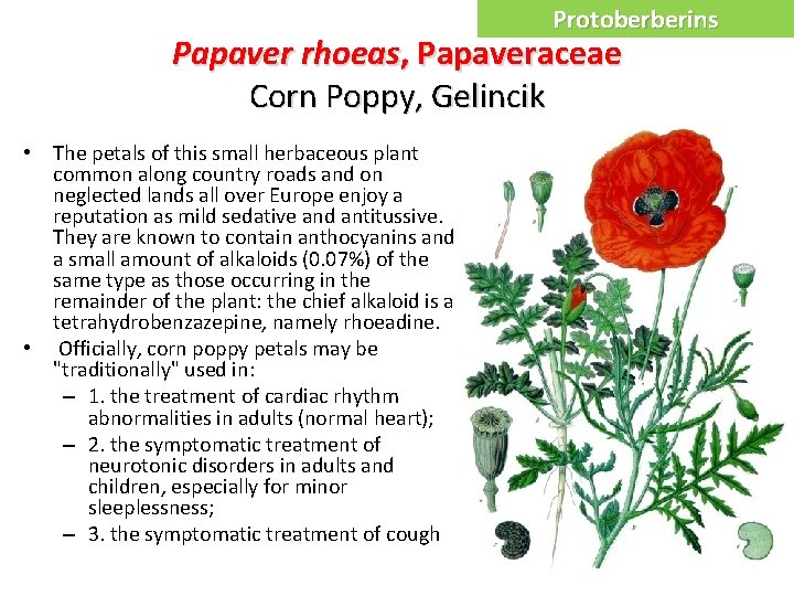 Protoberberins Papaver rhoeas, Papaveraceae Corn Poppy, Gelincik • The petals of this small herbaceous