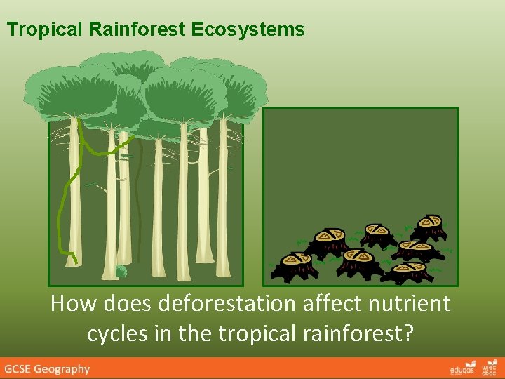 Tropical Rainforest Ecosystems How does deforestation affect nutrient cycles in the tropical rainforest? 