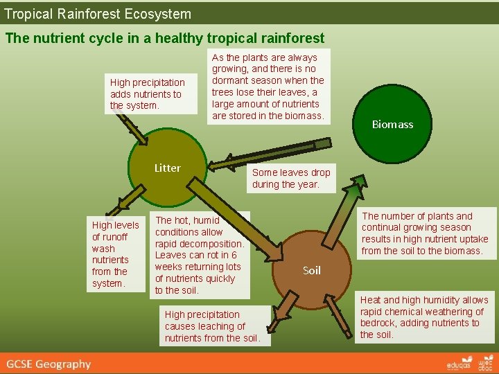 Tropical Rainforest Ecosystem The nutrient cycle in a healthy tropical rainforest High precipitation adds