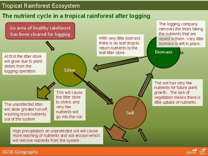 Tropical Rainforest Ecosystem The nutrient cycle in a tropical rainforest after logging An area