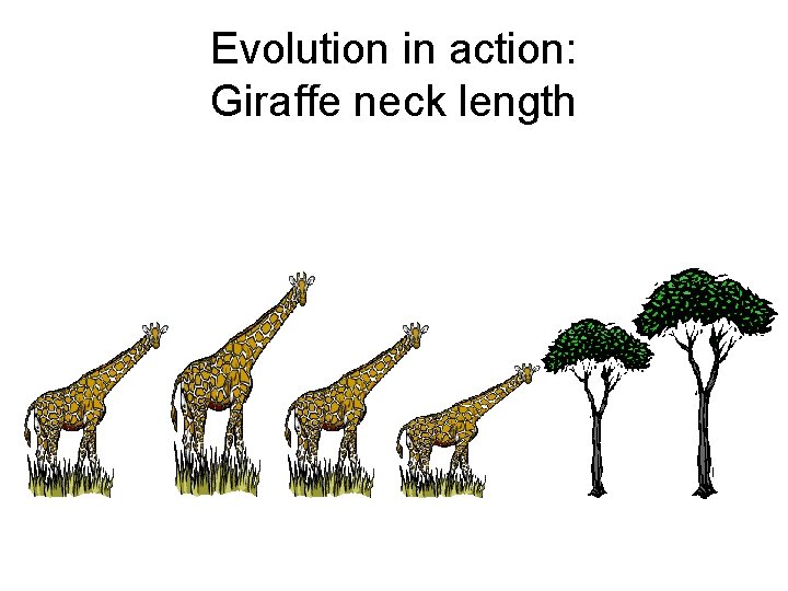 Evolution in action: Giraffe neck length 