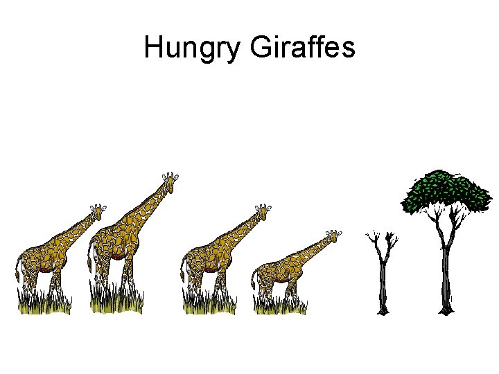 Hungry Giraffes 